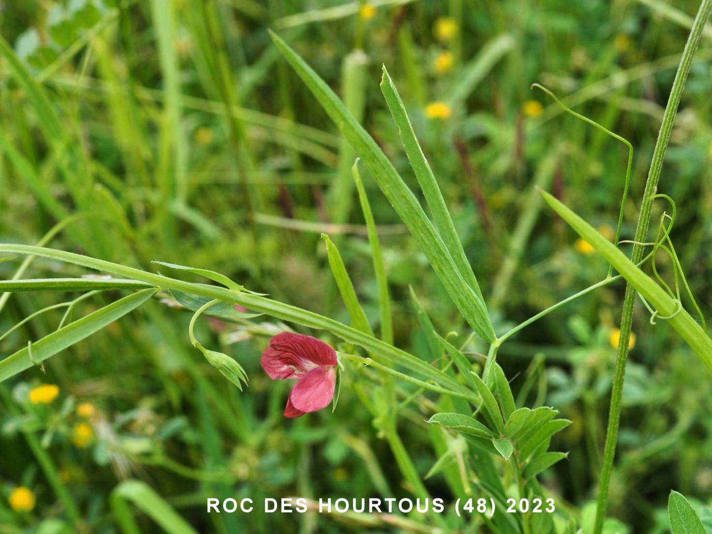 Vetchling, Red leaf